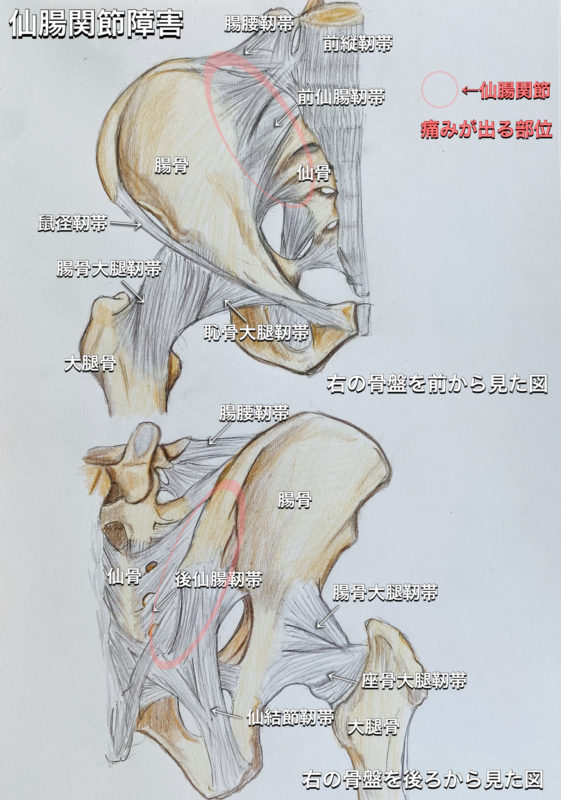 池田市で仙腸関節の痛みはおまかせ!|小谷整骨院・鍼灸院