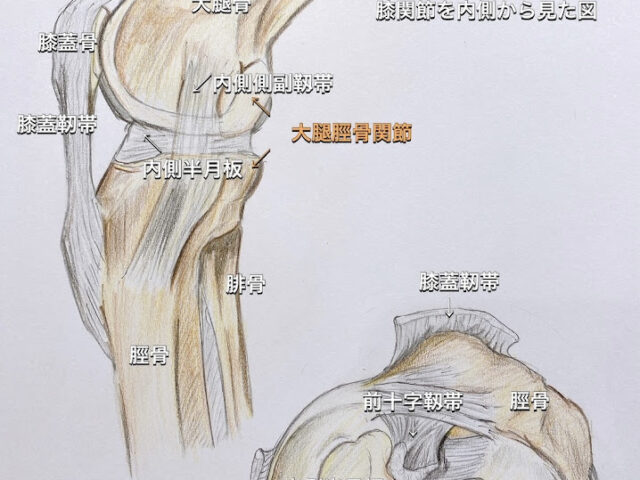 スポーツ外傷について