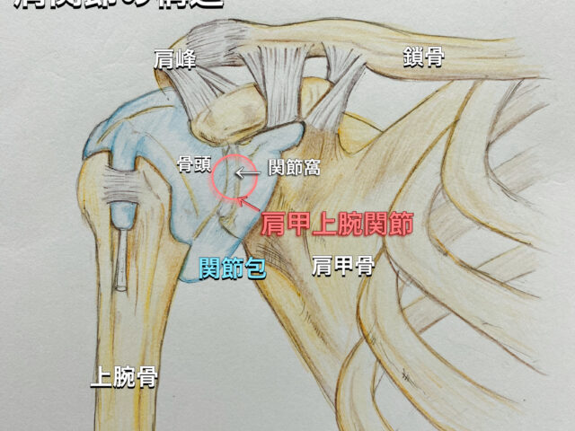 そもそも肩関節の構造とは！
