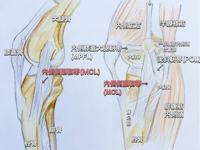 内側側副靱帯（MCL）損傷とは？