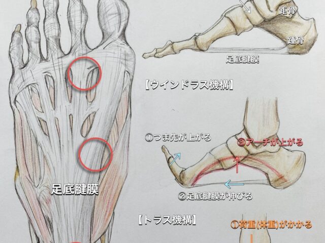 足底腱膜炎とは！？