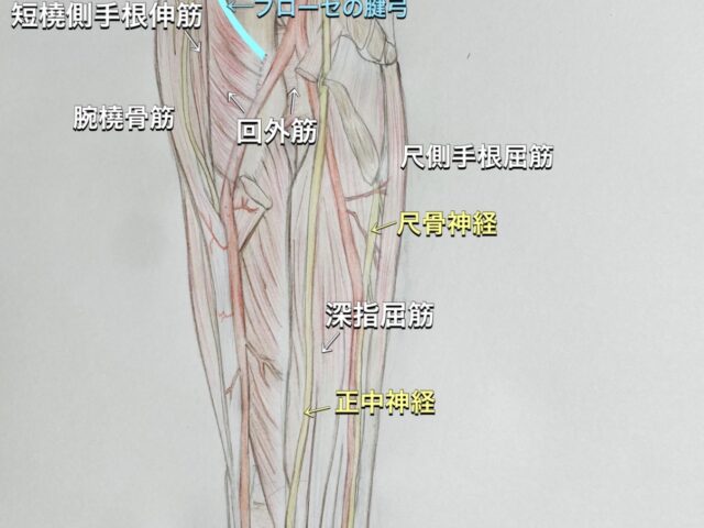 回外筋症候群・後骨間神経麻痺とは