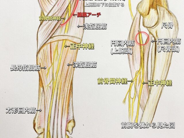 円回内筋症候群とは！？